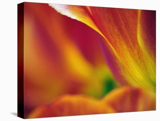 Close-up of underside of tulip flower, Kuekenhof Gardens, Lisse, Netherlands, Holland-Adam Jones-Premier Image Canvas