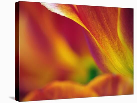 Close-up of underside of tulip flower, Kuekenhof Gardens, Lisse, Netherlands, Holland-Adam Jones-Premier Image Canvas