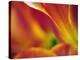 Close-up of underside of tulip flower, Kuekenhof Gardens, Lisse, Netherlands, Holland-Adam Jones-Premier Image Canvas