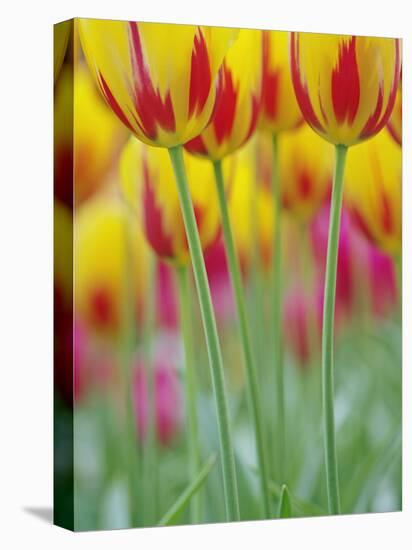 Close-up of underside of tulip flower, Kuekenhof Gardens, Lisse, Netherlands, Holland-Adam Jones-Premier Image Canvas