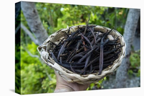 Close up of vanilla plants on a vanilla plantation (Vanilla planifolia), Ouvea, Loyalty Islands, Ne-Michael Runkel-Premier Image Canvas