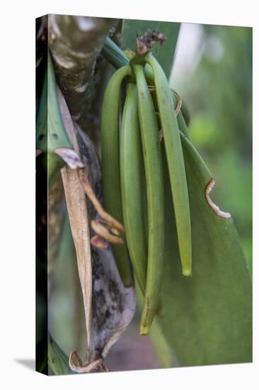 Close up of vanilla plants on a vanilla plantation (Vanilla planifolia), Ouvea, Loyalty Islands, Ne-Michael Runkel-Premier Image Canvas