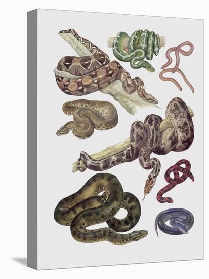 Close-Up of Various Snakes-null-Premier Image Canvas