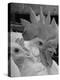 Close Up of View of Two White Leghorns, That Hatched at the Same Time-Bernard Hoffman-Premier Image Canvas