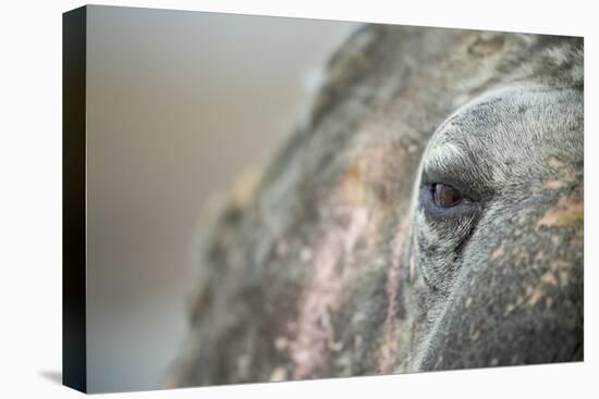 Close-Up of Walrus Eye, Hudson Bay, Nunavut, Canada-Paul Souders-Premier Image Canvas