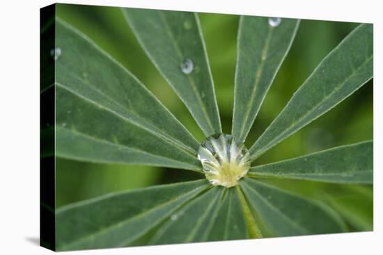 Close-Up of Water Droplet in Center of Leaves-Matt Freedman-Premier Image Canvas