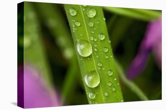 Close-Up of Water Droplets on Blades of Grass-Matt Freedman-Premier Image Canvas