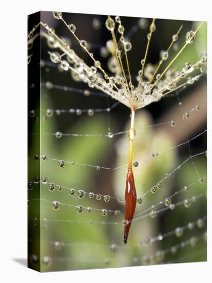Close-up of Water Droplets on Dandelion Seed Caught in Spider Web, San Diego, California, USA-Christopher Talbot Frank-Premier Image Canvas