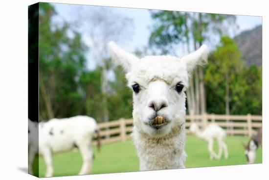 Close up of White Alpaca Looking Straight ahead in the Beautiful Green Meadow, it's Curious Cute Ey-thaweerat-Premier Image Canvas