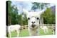 Close up of White Alpaca Looking Straight ahead in the Beautiful Green Meadow, it's Curious Cute Ey-thaweerat-Premier Image Canvas