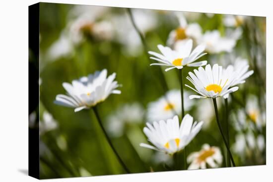 Close-up of White daisy flowers-null-Premier Image Canvas