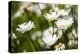 Close-up of White daisy flowers-null-Premier Image Canvas