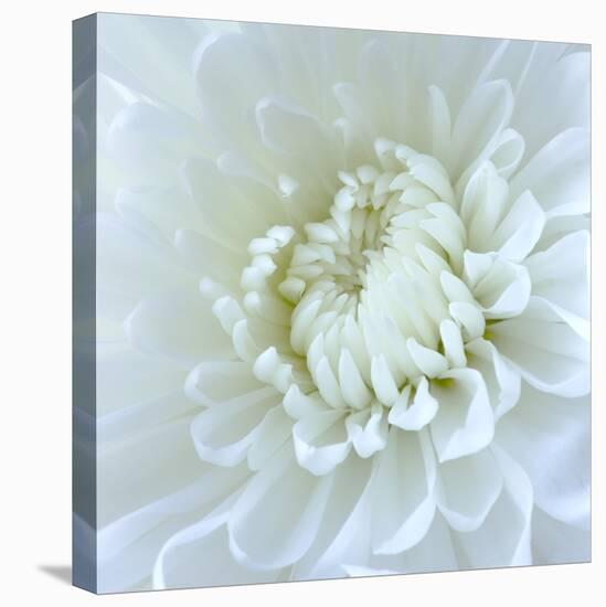 Close-up of White Flower-Clive Nichols-Premier Image Canvas