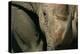 Close-Up of White Rhinoceros-null-Premier Image Canvas