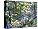 Close-Up of White Spring Blossom on a Tree in London, England, United Kingdom, Europe-Mawson Mark-Premier Image Canvas