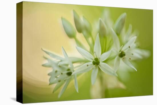 Close-Up of Wild Garlic (Allium Ursinum) Flowers, Hallerbos, Belgium, April 2009-Biancarelli-Premier Image Canvas