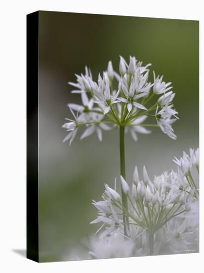 Close-Up of Wild Garlic Flower, Lancashire, England, United Kingdom-Ann & Steve Toon-Premier Image Canvas
