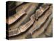 Close-up of wild turkey tail feathers-Maresa Pryor-Premier Image Canvas