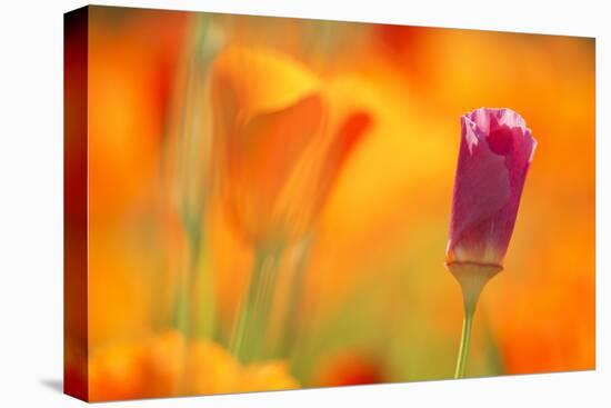 Close-Up of Wildflower-Craig Tuttle-Premier Image Canvas