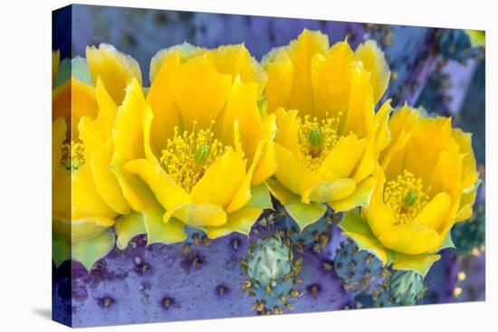 Close-up of yellow Santa Rita prickly pear (Opuntia violacea) cactus flowers, Sonoran Desert, Tu...-Panoramic Images-Premier Image Canvas