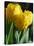 Close-Up of Yellow Tulips at Lisse, Netherlands, Europe-Murray Louise-Premier Image Canvas