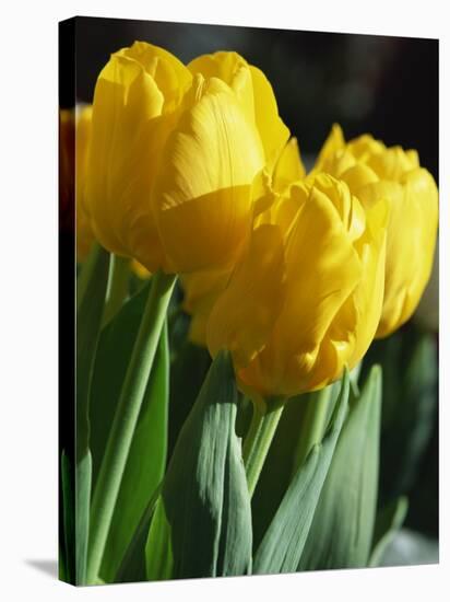 Close-Up of Yellow Tulips at Lisse, Netherlands, Europe-Murray Louise-Premier Image Canvas