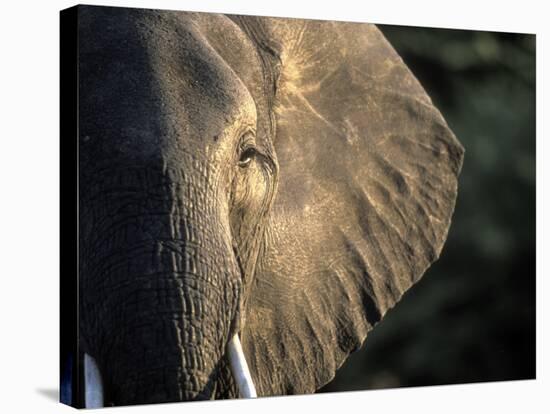 Close-Up of Young Bull Elephant, Xakanaxa, Moremi Game Reserve, Botswana-Paul Souders-Premier Image Canvas