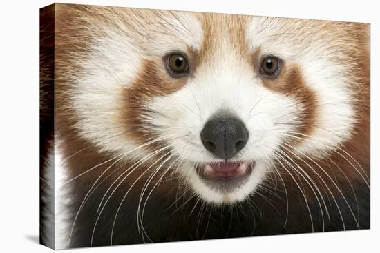 Close-Up of Young Red Panda or Shining Cat, Ailurus Fulgens, 7 Months Old-Life on White-Premier Image Canvas