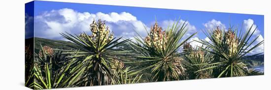 Close-Up of Yucca Plants in Bloom, Torrey Pines State Natural Reserve, San Diego-null-Premier Image Canvas