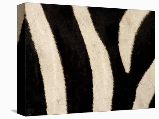 Close-up of Zebra Stripes, Masai Mara, Kenya-Arthur Morris-Premier Image Canvas