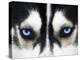 Close Up On Blue Eyes Of A Dog-melis-Premier Image Canvas