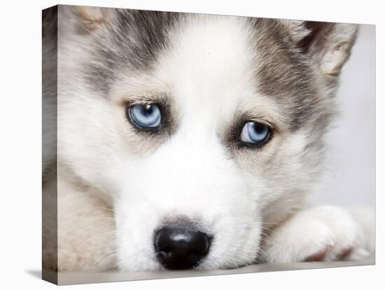 Close Up On Blue Eyes Of Cute Siberian Husky Puppy-melis-Premier Image Canvas