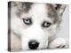 Close Up On Blue Eyes Of Cute Siberian Husky Puppy-melis-Premier Image Canvas