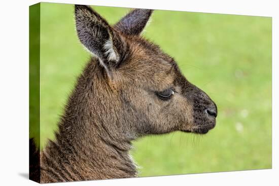 Close Up or Portrait of Wallaby-Rona Schwarz-Premier Image Canvas