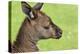 Close Up or Portrait of Wallaby-Rona Schwarz-Premier Image Canvas