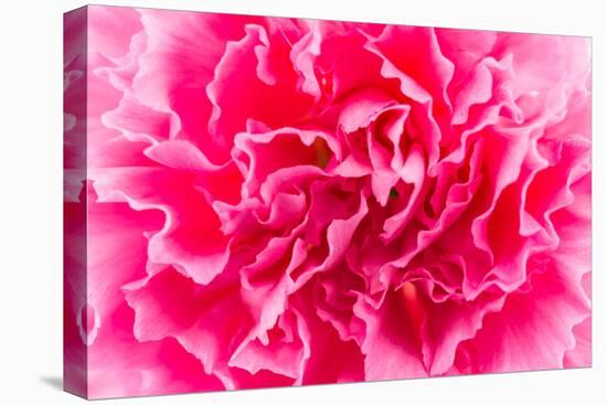 Close up Pink Flower Background-Stockforlife-Premier Image Canvas