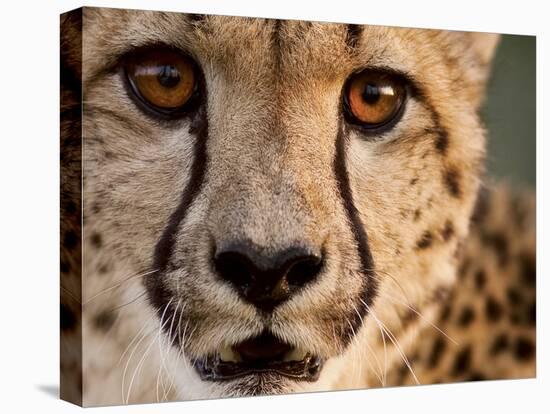 Close Up Portrait of a Cheetah.-Karine Aigner-Premier Image Canvas