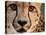 Close Up Portrait of a Cheetah.-Karine Aigner-Premier Image Canvas