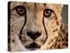 Close Up Portrait of a Cheetah.-Karine Aigner-Premier Image Canvas