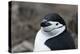 Close up portrait of a chinstrap penguin (Pygoscelis antarcticus), Half Moon Island, Antarctica, Po-Sergio Pitamitz-Premier Image Canvas