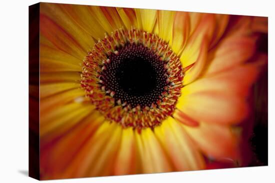 Close Up Portrait of a Gerber or Gerbera Daisy-Karine Aigner-Premier Image Canvas