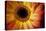 Close Up Portrait of a Gerber or Gerbera Daisy-Karine Aigner-Premier Image Canvas