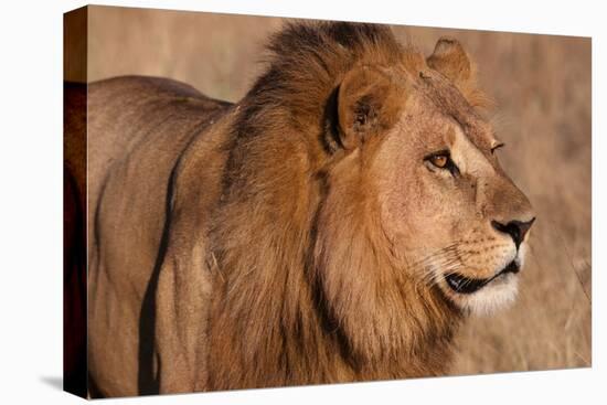 Close-up portrait of a male lion. Chief Island, Moremi Game Reserve, Okavango Delta, Botswana.-Sergio Pitamitz-Premier Image Canvas