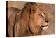 Close-up portrait of a male lion. Chief Island, Moremi Game Reserve, Okavango Delta, Botswana.-Sergio Pitamitz-Premier Image Canvas