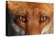 Close-up portrait of a Red Fox, Vosges, France-Fabrice Cahez-Premier Image Canvas