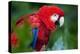 Close Up Portrait Of A Scarlet Macaw Parrot-Karine Aigner-Premier Image Canvas