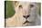 Close Up Portrait Of A White Lion Face-Karine Aigner-Premier Image Canvas