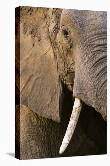 Close-up portrait of an African elephant (Loxodonta africana), Khwai Concession, Okavango Delta, Bo-Sergio Pitamitz-Premier Image Canvas