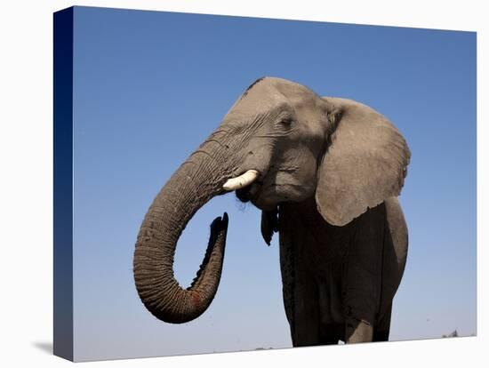 Close Up Portrait of an African Elephant on a Clear Blue Sky.  Hwange National Park, Zimbabwe-Karine Aigner-Premier Image Canvas