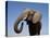 Close Up Portrait of an African Elephant on a Clear Blue Sky.  Hwange National Park, Zimbabwe-Karine Aigner-Premier Image Canvas